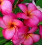 Plumeria rubra MANEELAT