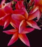 Plumeria rubra MATTALICA