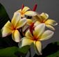 Plumeria rubra MORNING STAR
