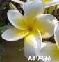 Plumeria rubra MPITT