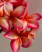 Plumeria rubra RED MOON LIGHT