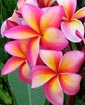 Plumeria rubra PATTAYA STAR