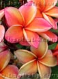 Plumeria rubra PENANG PEACH