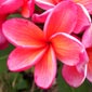 Plumeria rubra PETRA