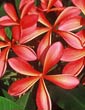 Plumeria rubra PHET SAIRUNG