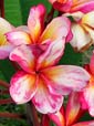 Plumeria rubra PHUTA RAKSA