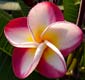 Plumeria rubra PINK PANSY
