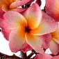 Plumeria rubra PINK PARASOL