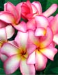 Plumeria rubra PRAMUAN S DELIGHT