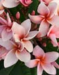 Plumeria rubra RUNG SIRICHOKE