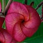 Plumeria rubra SANGWAAN TABTIM