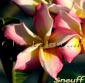 Plumeria rubra SNEUFF
