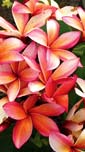 Plumeria rubra SOKO