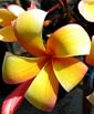 Plumeria rubra SOM RAYA