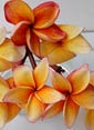 Plumeria rubra SOM SIRI