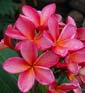 Plumeria rubra SUE SUNSET