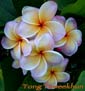 Plumeria rubra TONG TAWEEKHUN