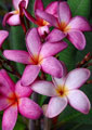 Plumeria rubra VIOLET PINK