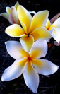 Plumeria rubra VISHANU GOLD