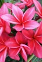Plumeria rubra WAKO