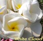 Plumeria rubra WHITE CLOUD
