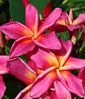 Plumeria rubra YALA