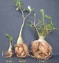 Adenium x Selection 10