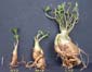 Adenium x Selection 12