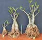 Adenium x Selection 14
