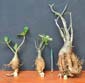 Adenium x Selection 15