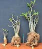 Adenium x Selection 16
