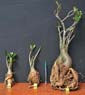 Adenium x Selection 17