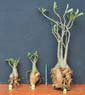 Adenium x Selection 18