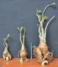 Adenium x Selection 19
