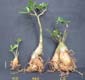 Adenium x Selection 02
