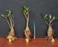 Adenium x Selection 20