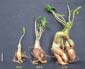 Adenium x Selection 03