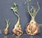 Adenium x Selection 06