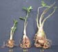 Adenium x Selection 07
