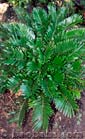 Zamia floridana