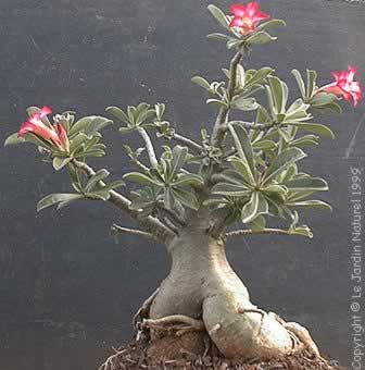 Plant in a Box - Adenium Obesum - Rose du desert - Plantes