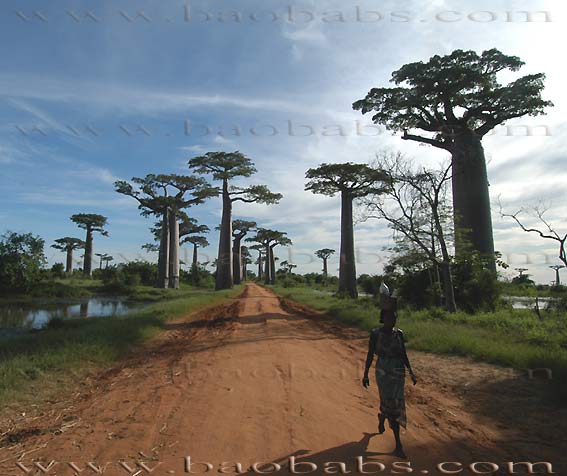 Allée des Baobabs - Morondava - Madagascar
