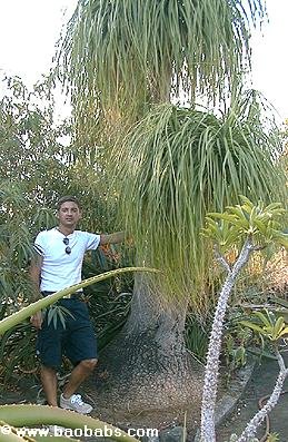 palmier nolina