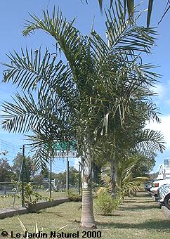Palmier Dypsis madagscariensis