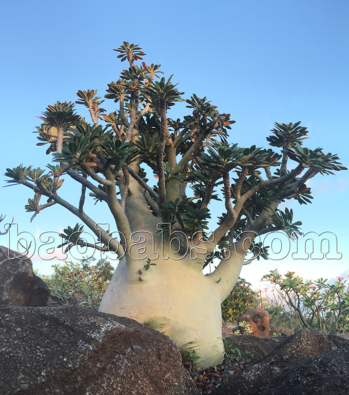 チタノタドルステニア ギガス - 観葉植物