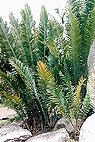 Encephalartos manikensis