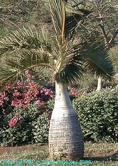 Taille du palmier
