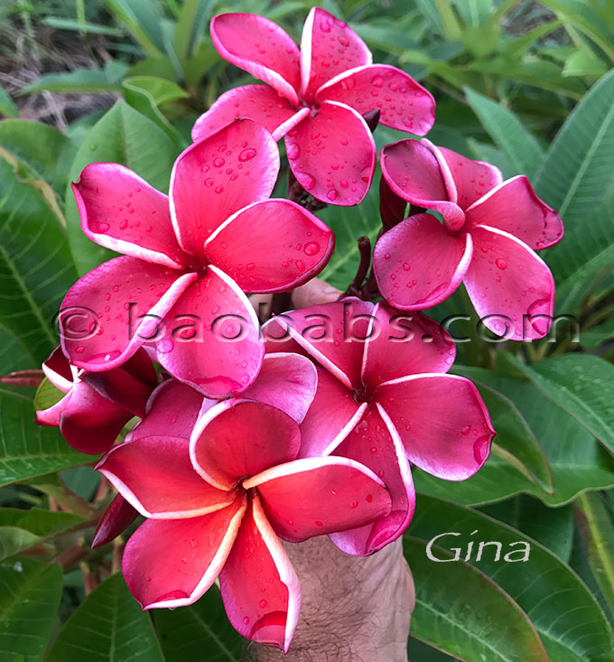 Plumeria rubra GINA