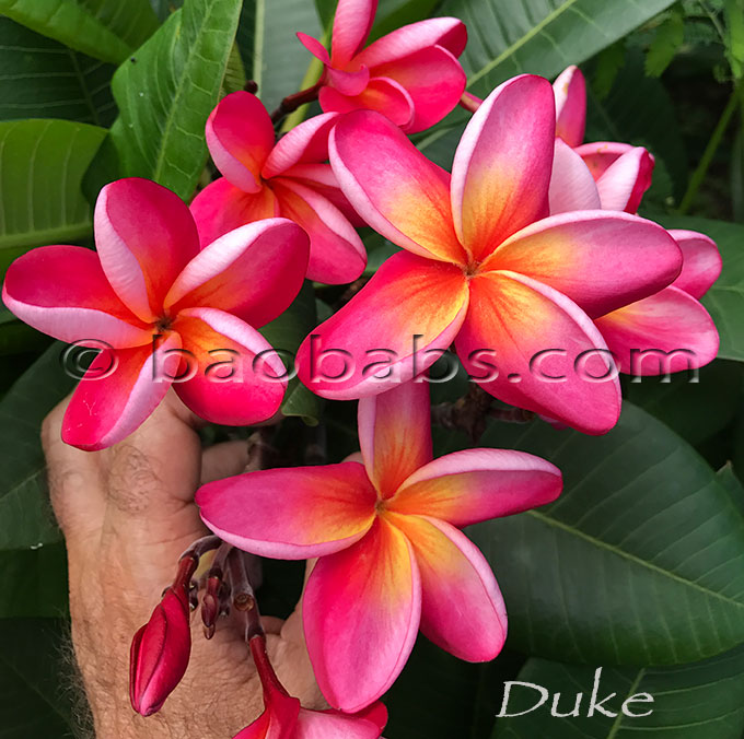 Frangipani - Plumeria