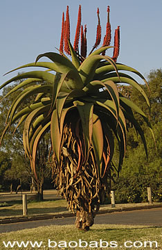 Aloe Vera Come Coltivarla In Casa Curenaturali It